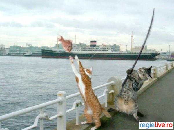 pozee - 4699-9gpv-la-pescuit.jpg